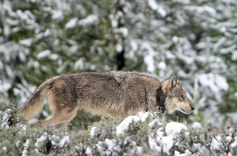 Gray wolf