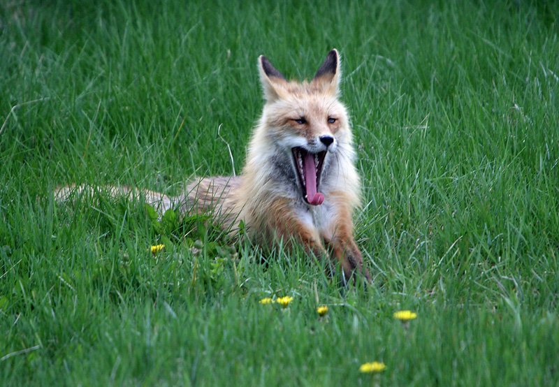 Fox