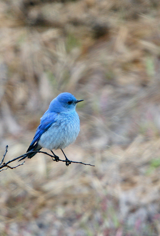 Mountain Bluebird