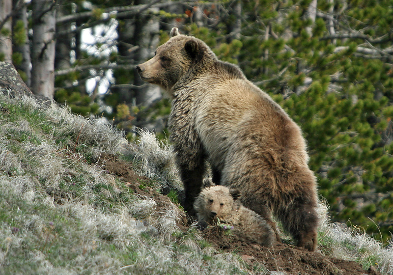 Grizzly with yearling cub