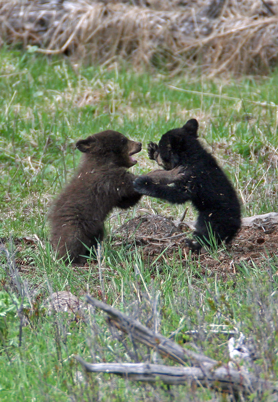 Playing cubs