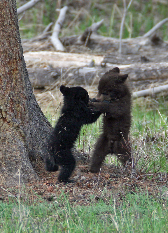 Wrestling cubs