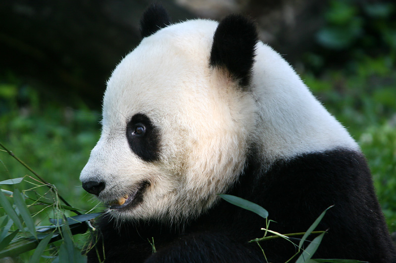 Tai Shan