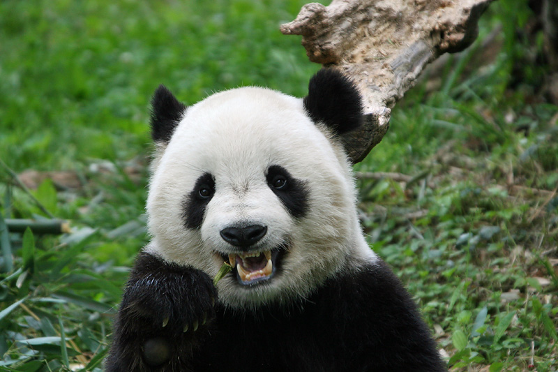 Tian Tian