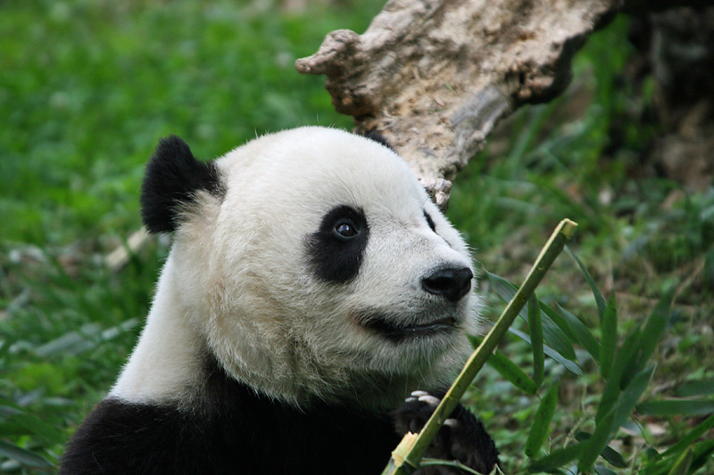 Tai Shan