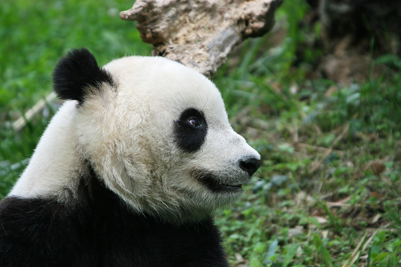 Tai Shan
