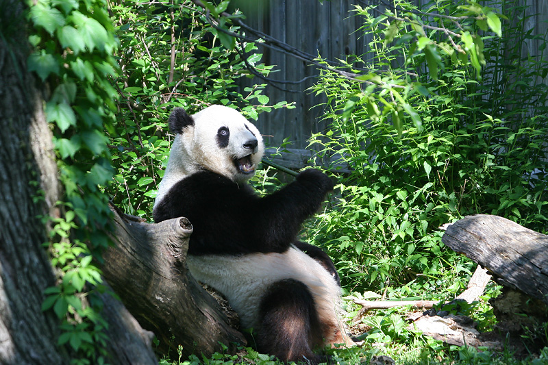 Tai Shan