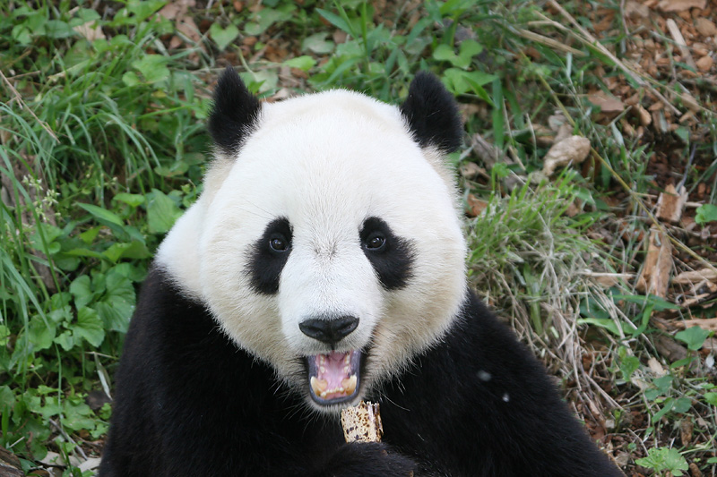 Tai Shan
