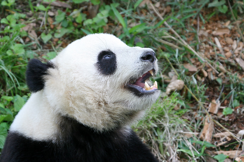 Tai Shan
