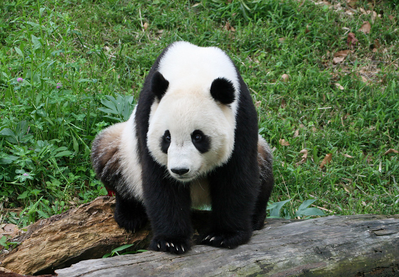 Tai Shan