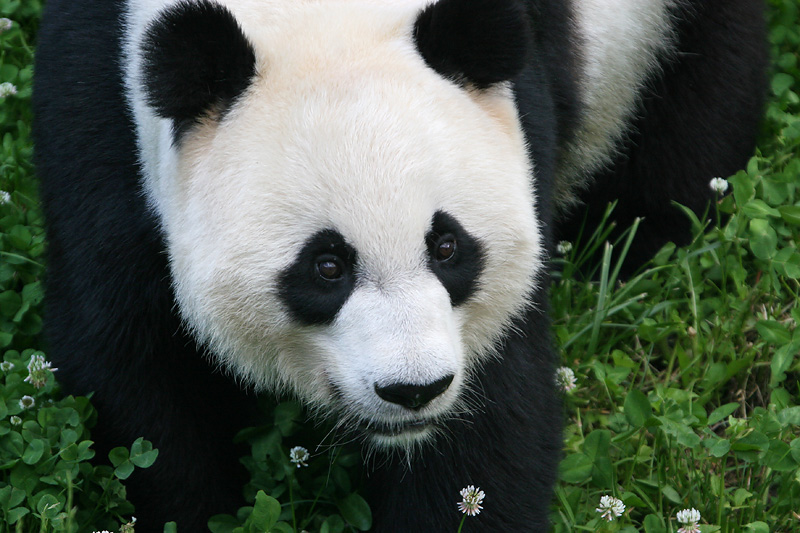 Mei Xiang