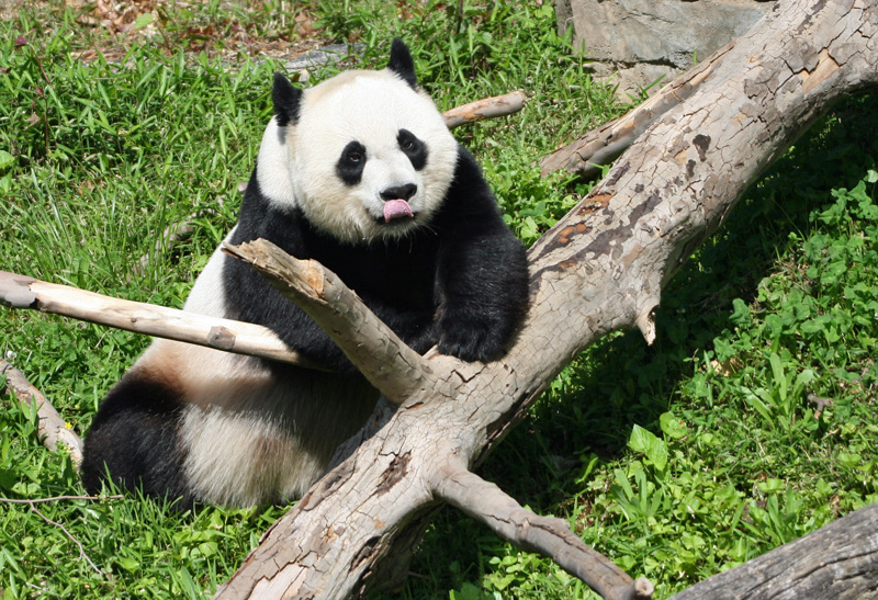 Mei Xiang