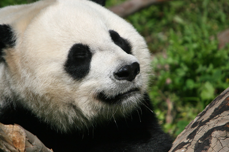 Mei Xiang