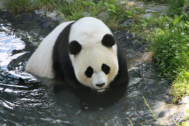 Mei Xiang