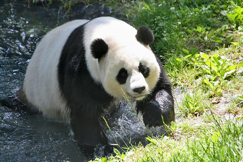Mei Xiang