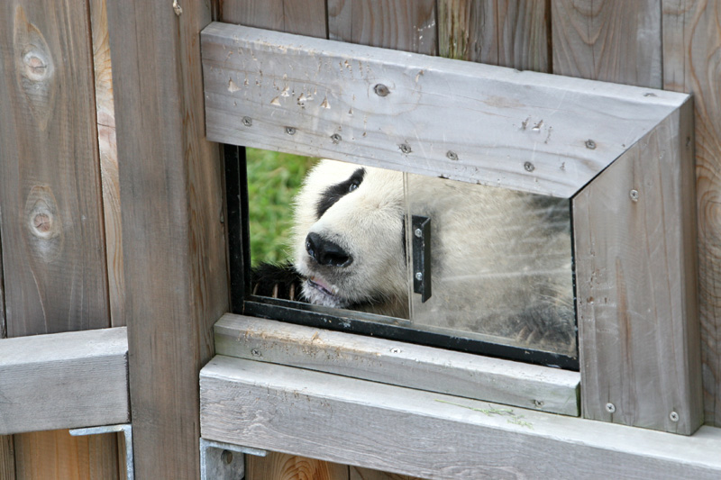 One fwootie please
