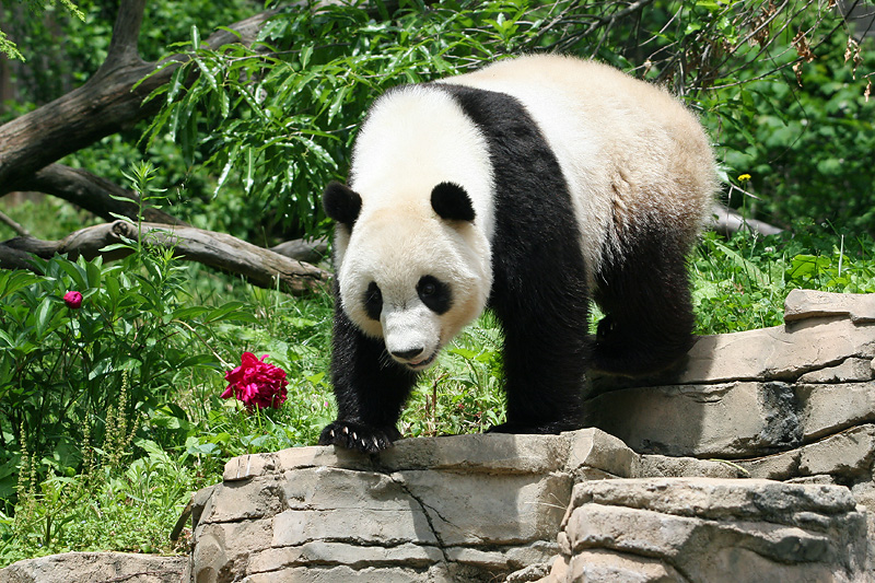 Tai Shan