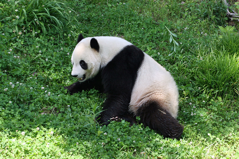 Tai Shan