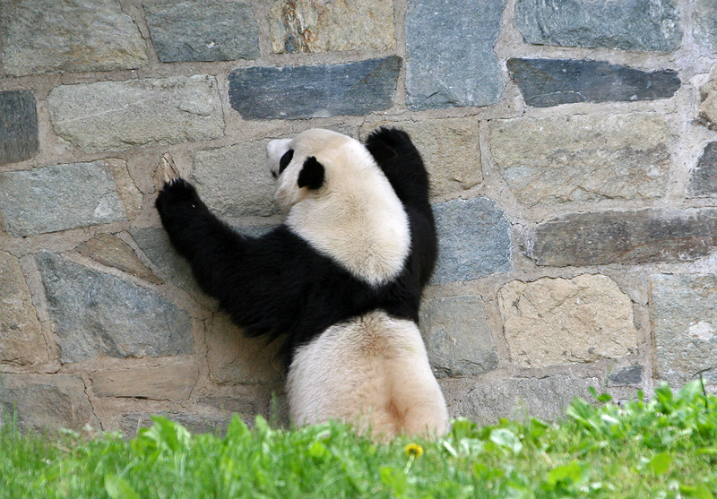 Building Inspector Tai Shan
