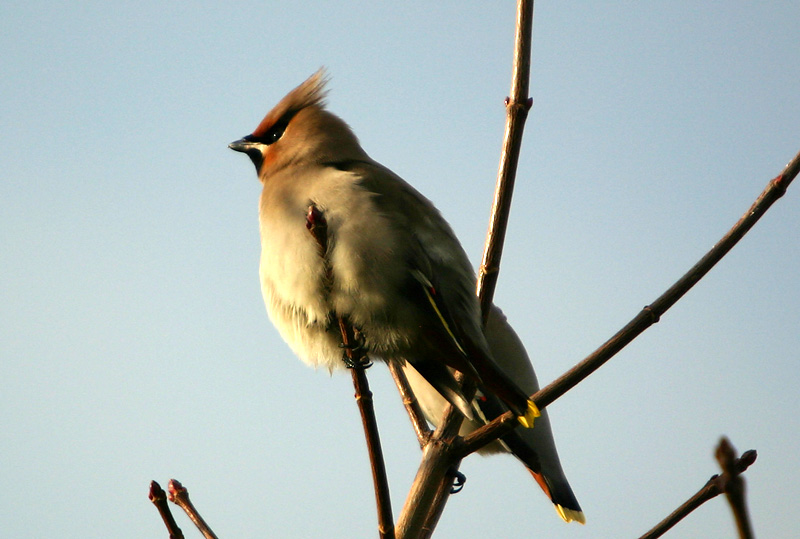 Bohemian Waxwing