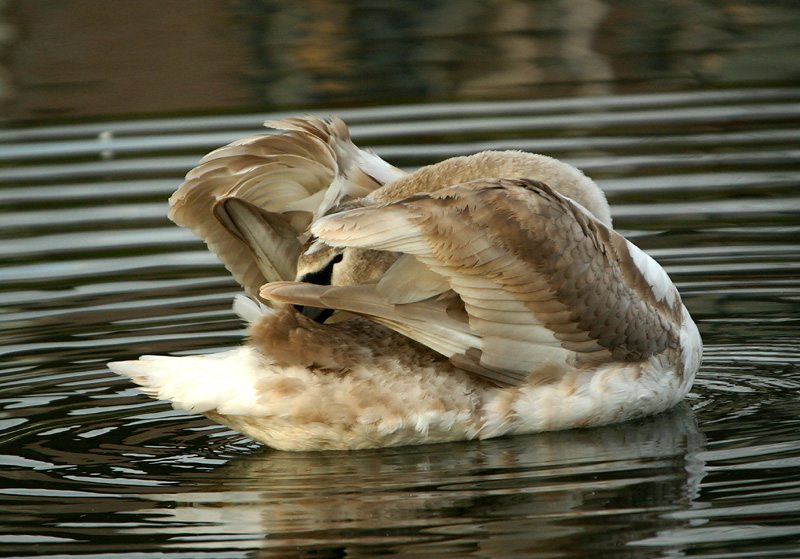 Immature mute swan