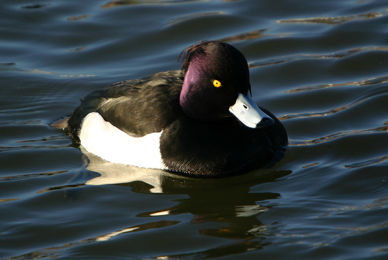 Tufted Duck