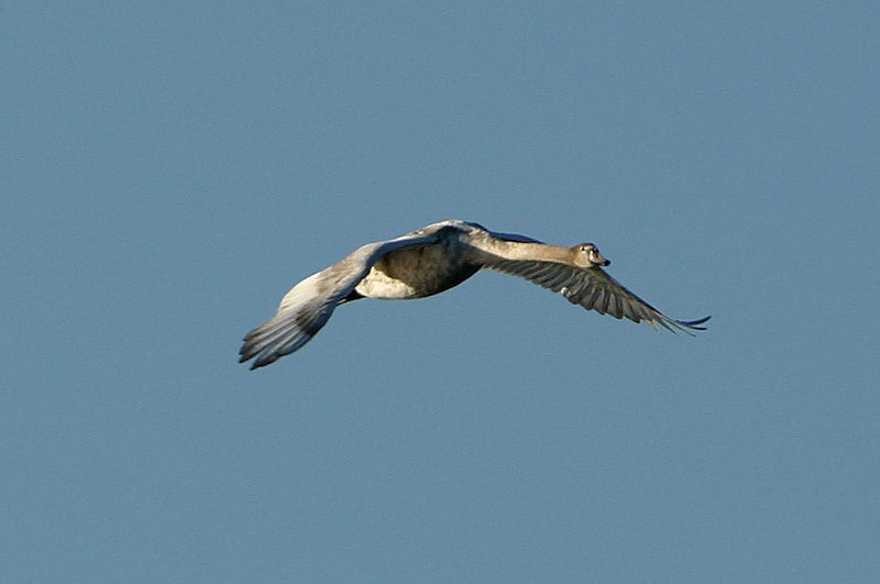 Immature mute swan