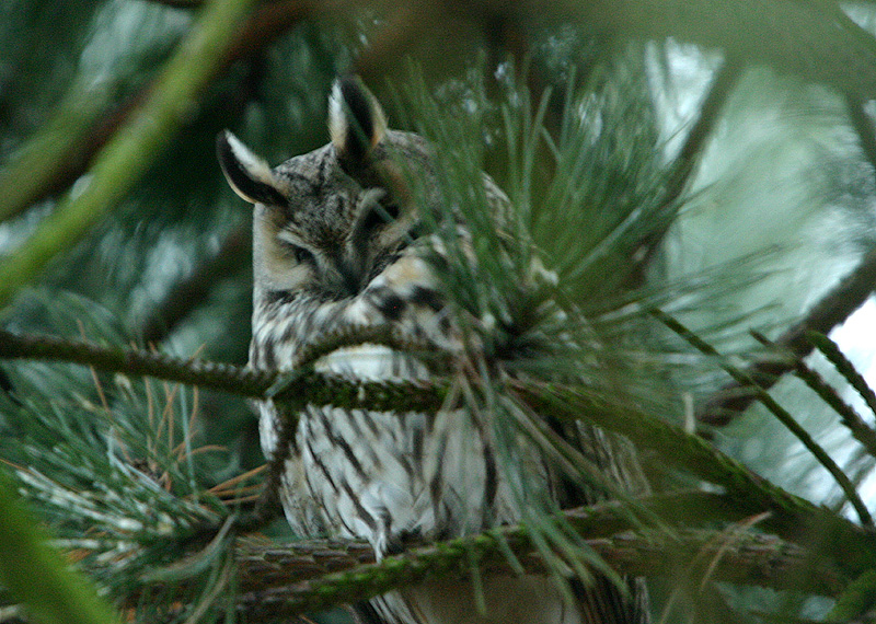 Long-eared Owl
