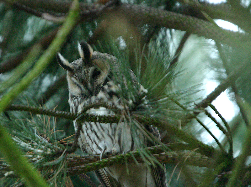 Long-eared Owl