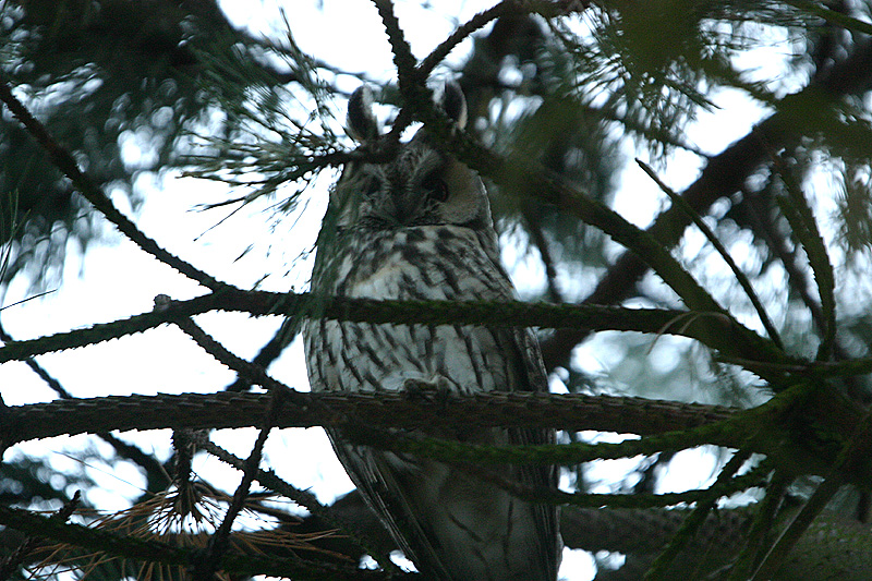 Long-eared Owl