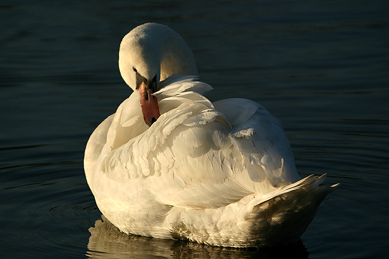 Mute Swan