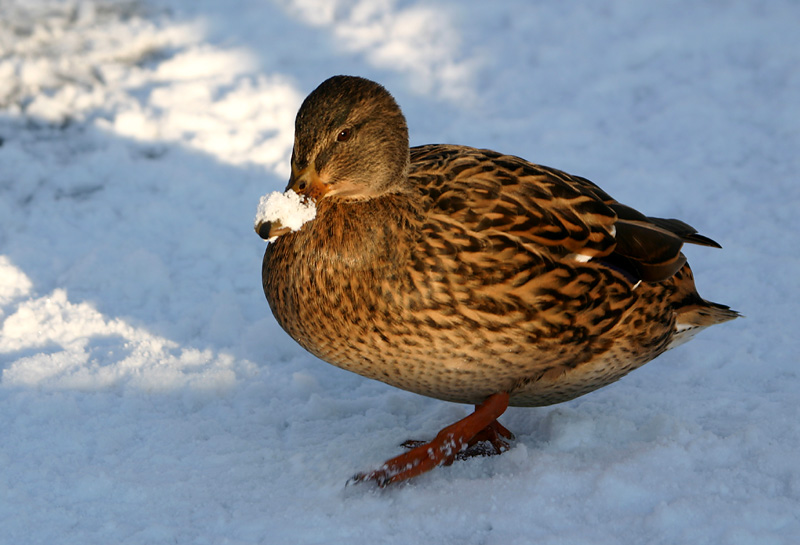 Female Mallard