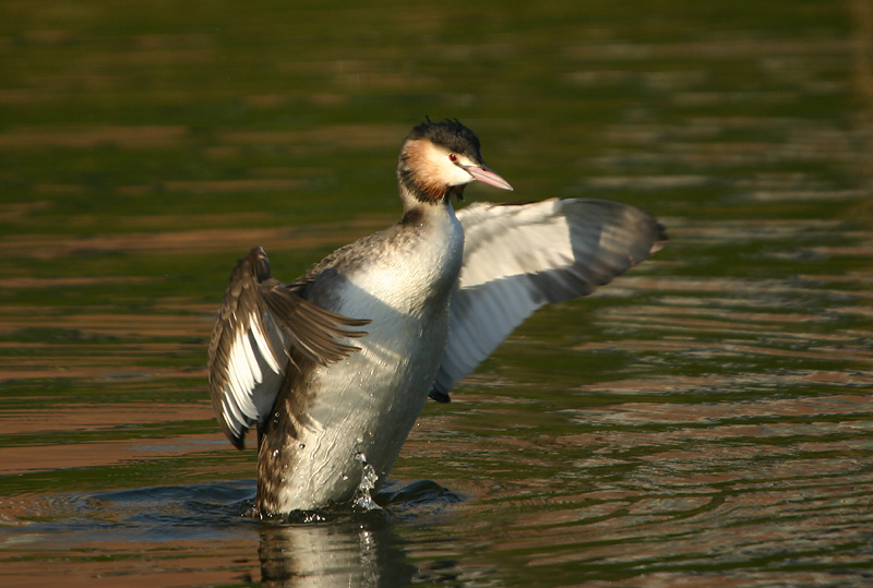 Great Crested Grebe