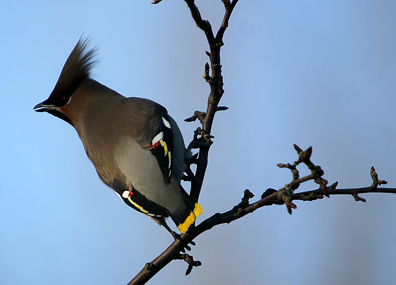 Bohemian Waxwing