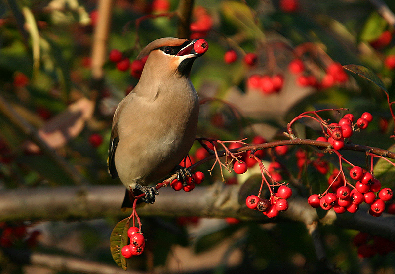 Bohemian Waxwing