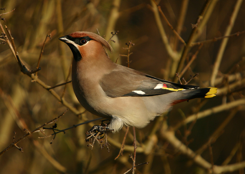 Bohemian Waxwing
