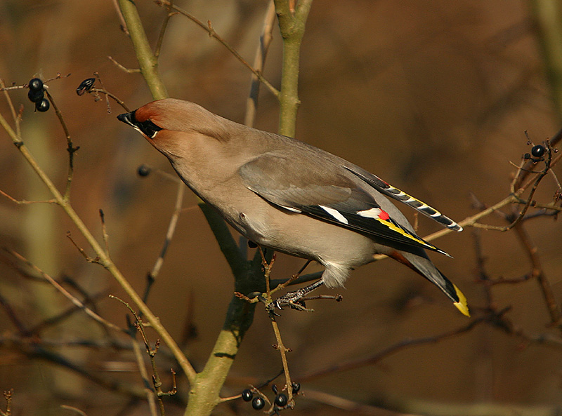 Bohemian Waxwing