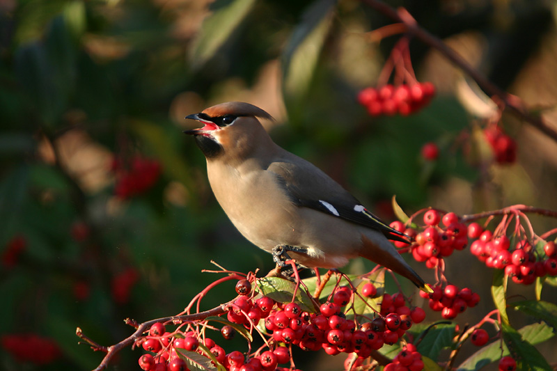 Bohemian Waxwing