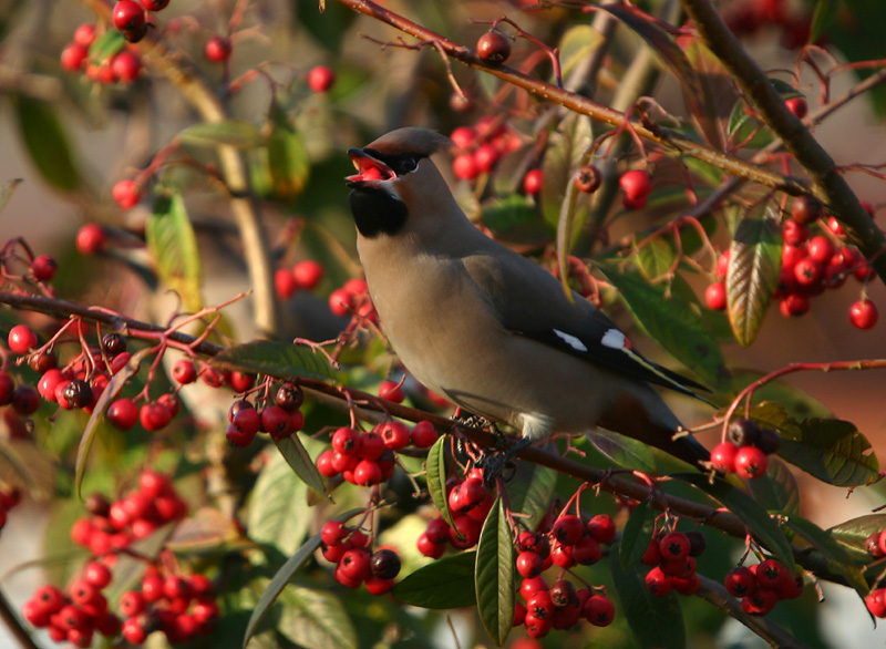 Bohemian Waxwing