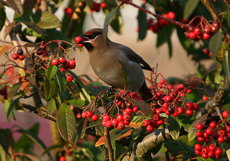 Bohemian Waxwing
