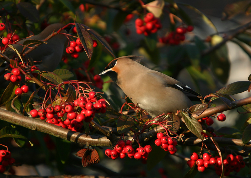 Bohemian Waxwing