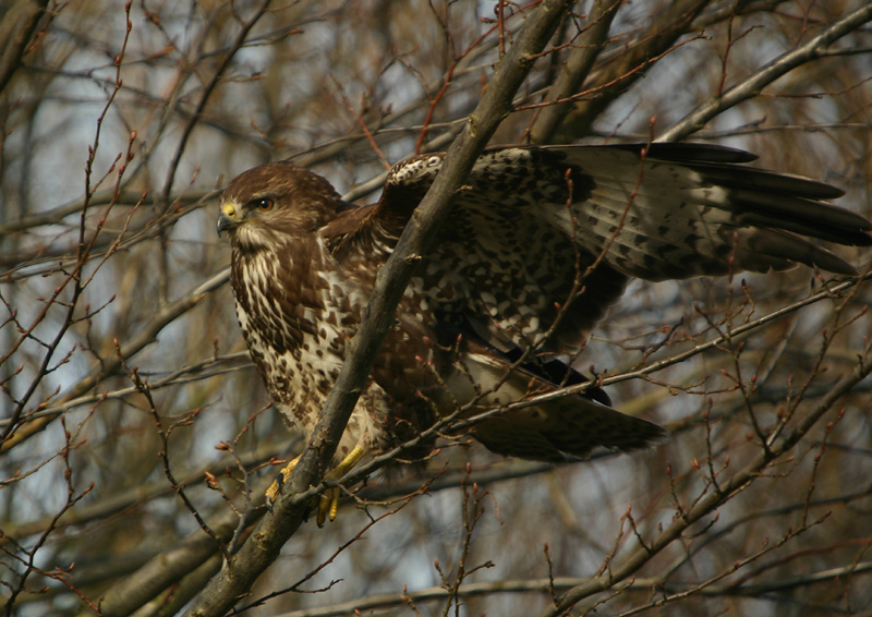 Common Buzzard