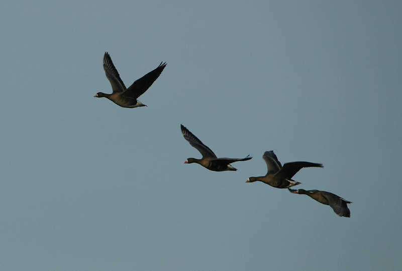Geese