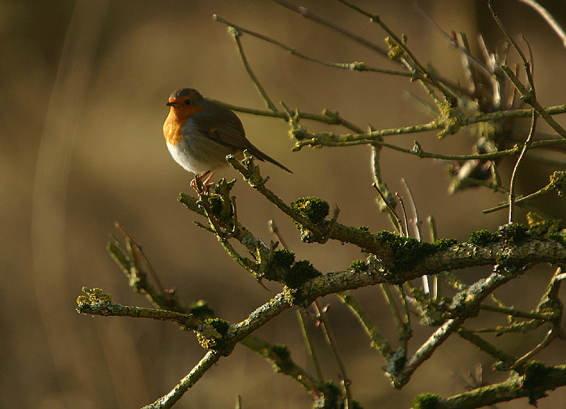 European Robin