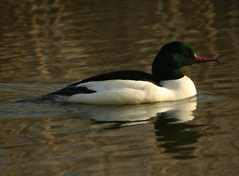 Merganser male