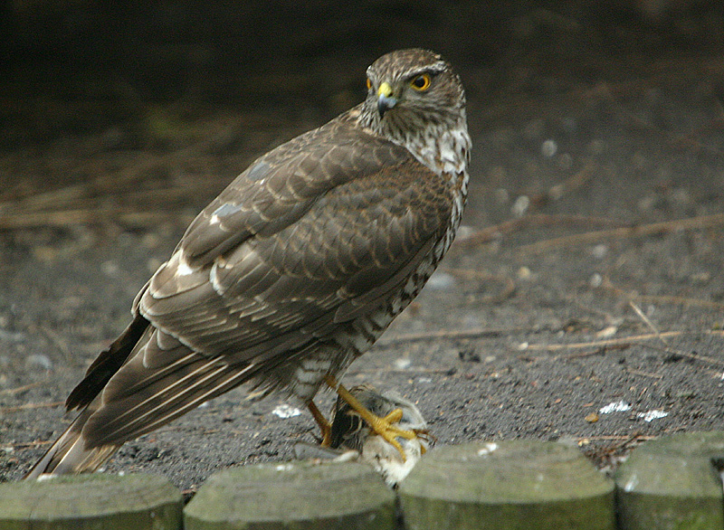 Sparrowhawk caught a sparrow in my yard