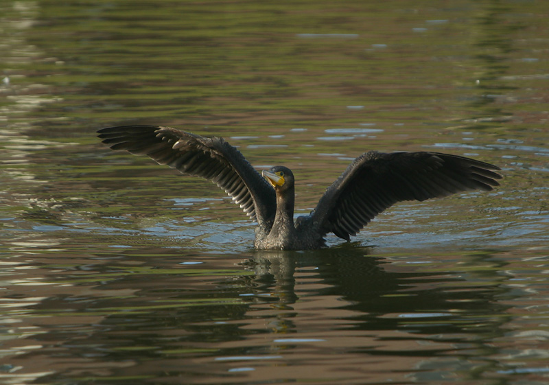 Cormorant