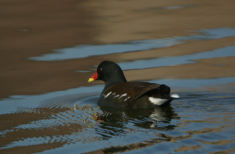Common Moorhen