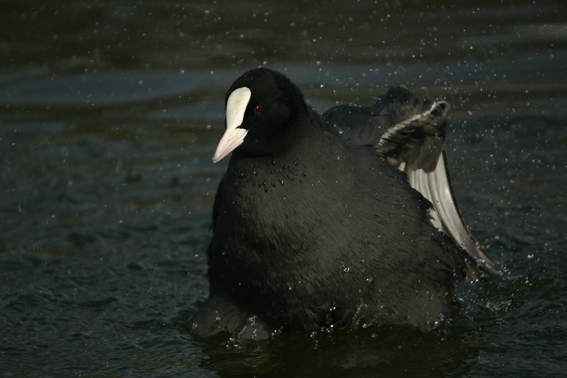 Coot taking a bath