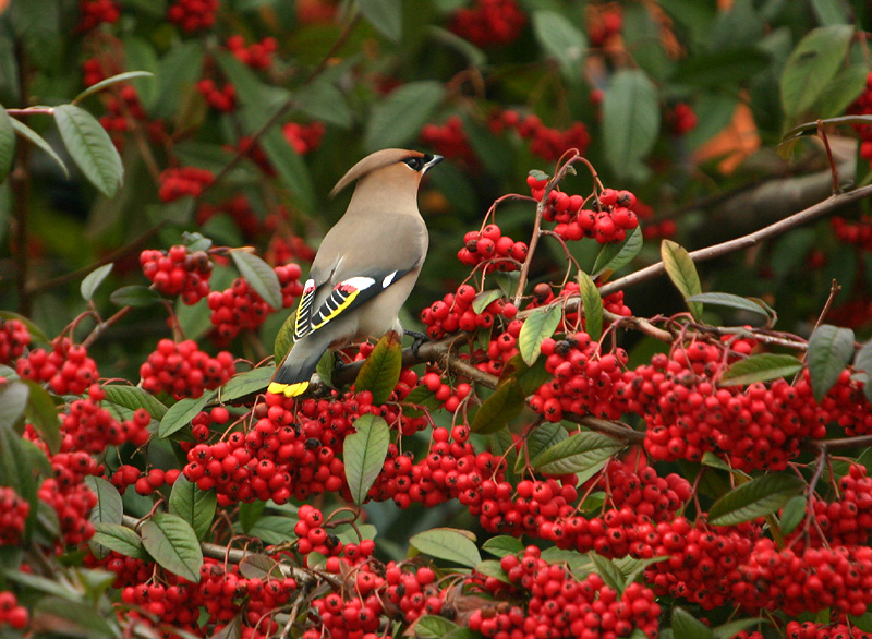Bohemian Waxwing
